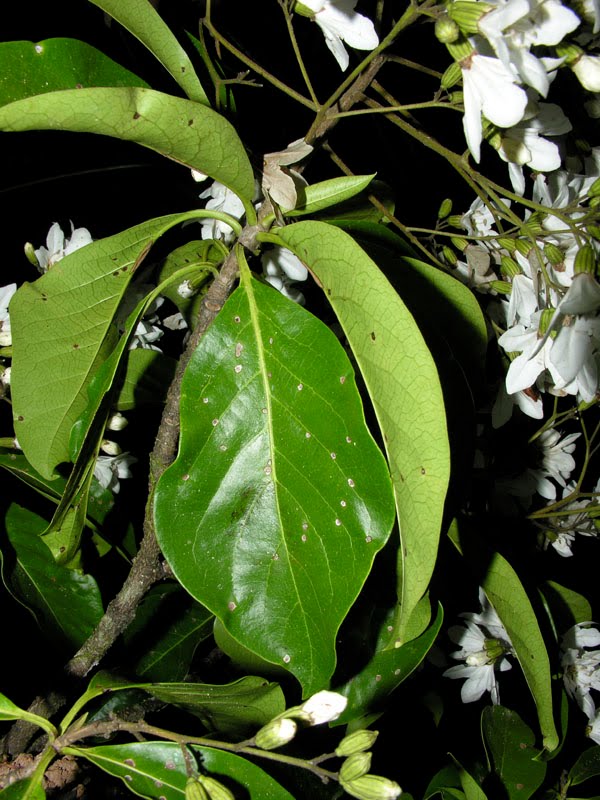Los Arboles de La Peninsula de Osa Costa Rica America Central Cordia