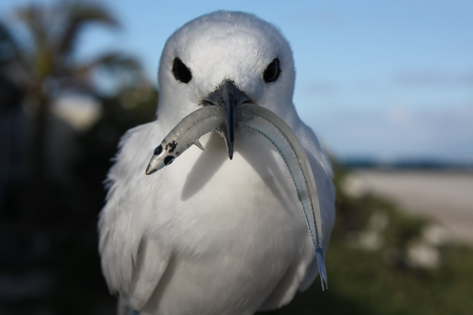 White Tern