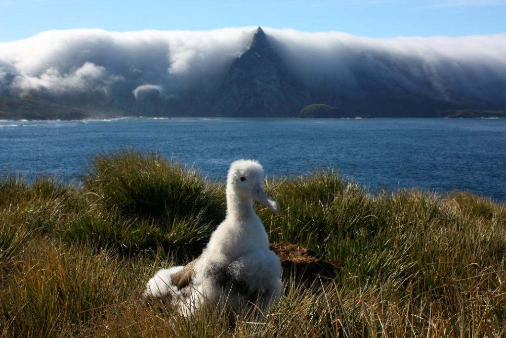 Pecked To Death By Penguins to Bird Island