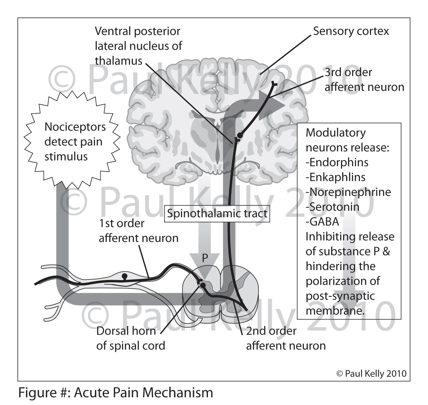 Nociceptive Pathway