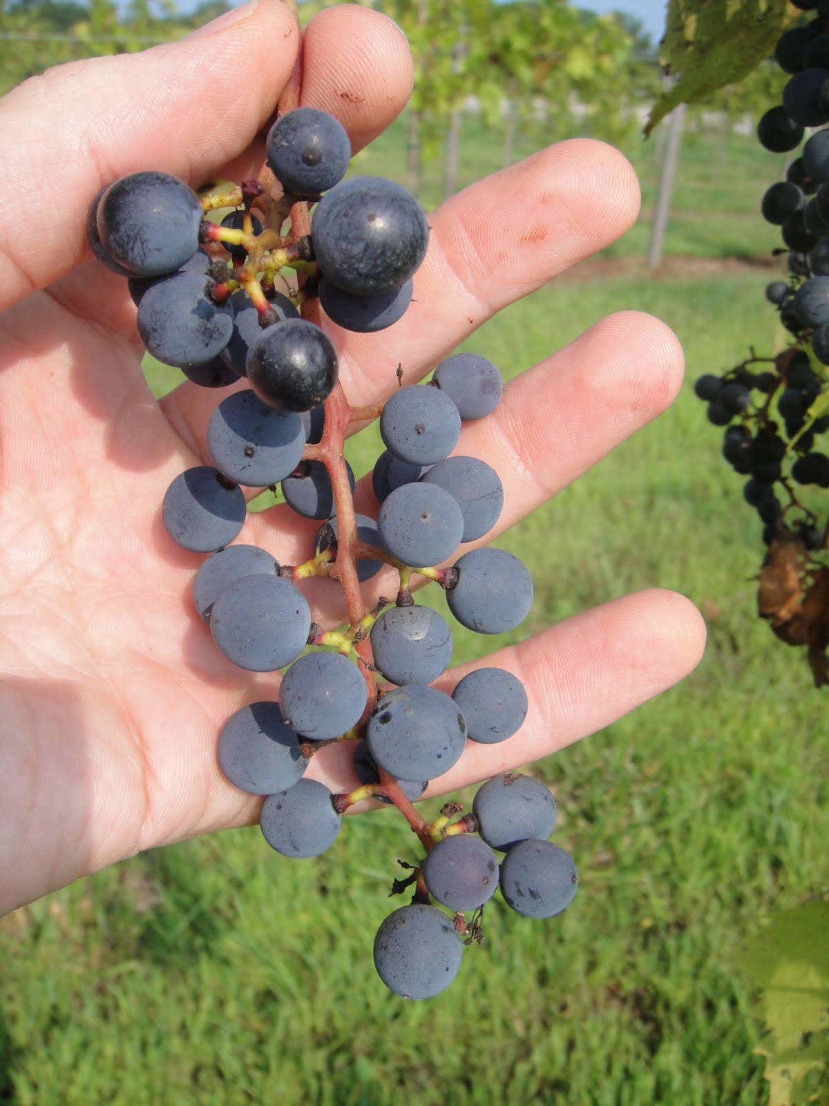 Life's Second Act Harvesting Frontenac Grapes in Central Illinois