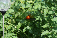 cherry tomato starting to ripen