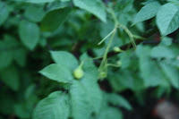 blue potato plant