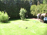 cedar trees line the back end of my daughter's garden