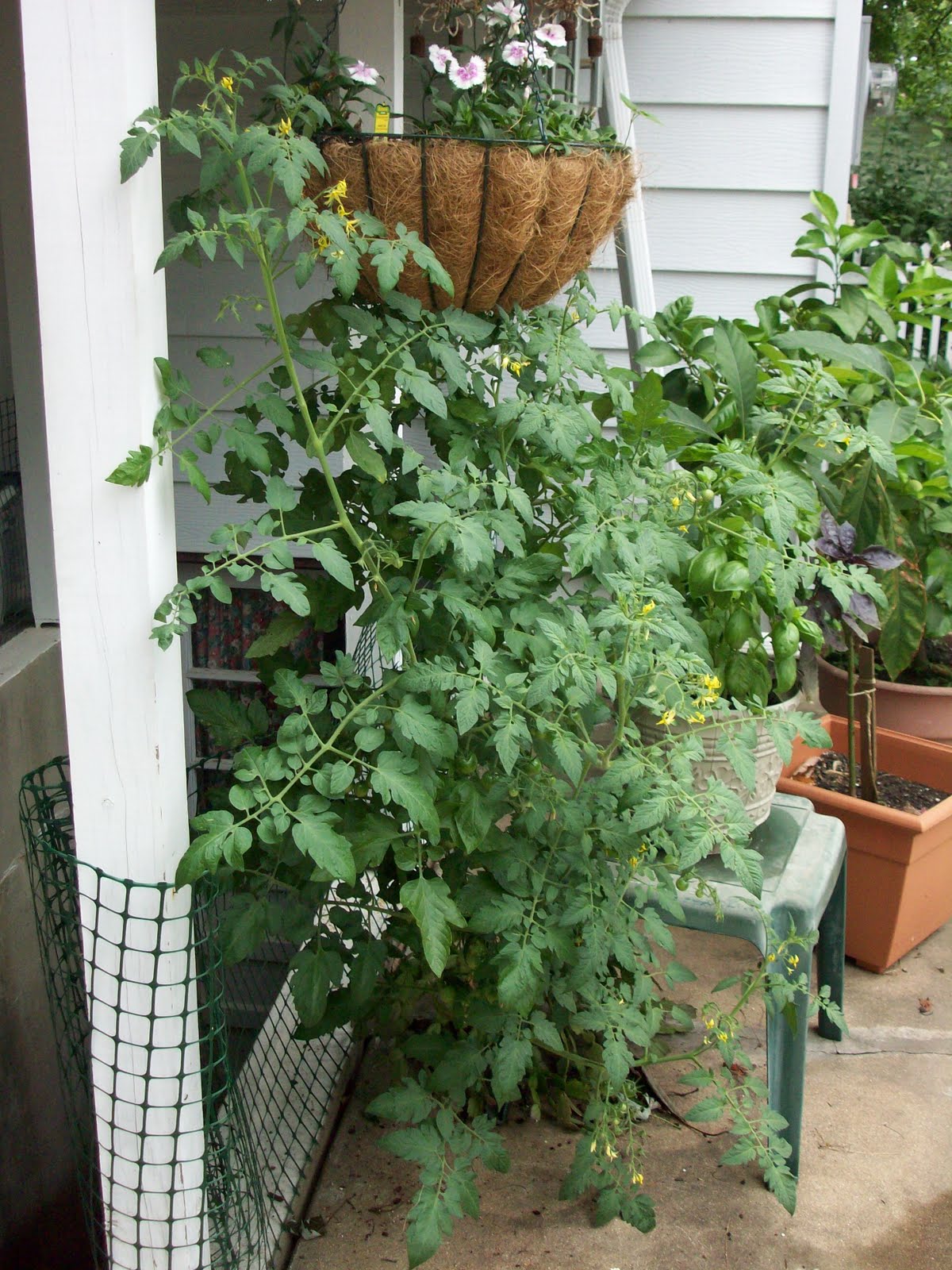 upside down tomato plants upside down tomato plants