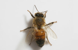 ABEJA