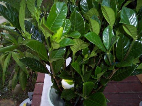 Gardenia Foliage