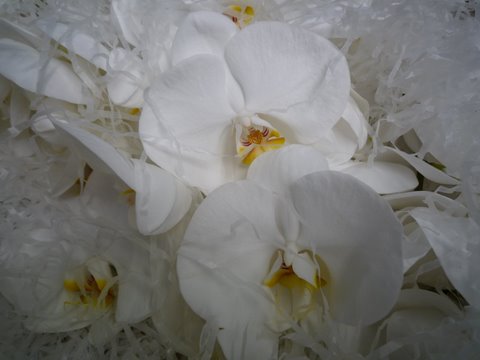 White Phals