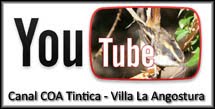 Estamos en Youtube