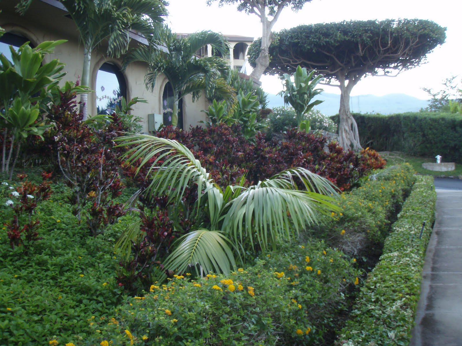 Ghetto Gardens Hawaiian flowers and plants