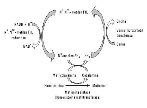 Reacciones anabolicas de las enzimas