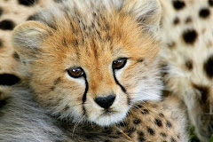 baby cheetah
