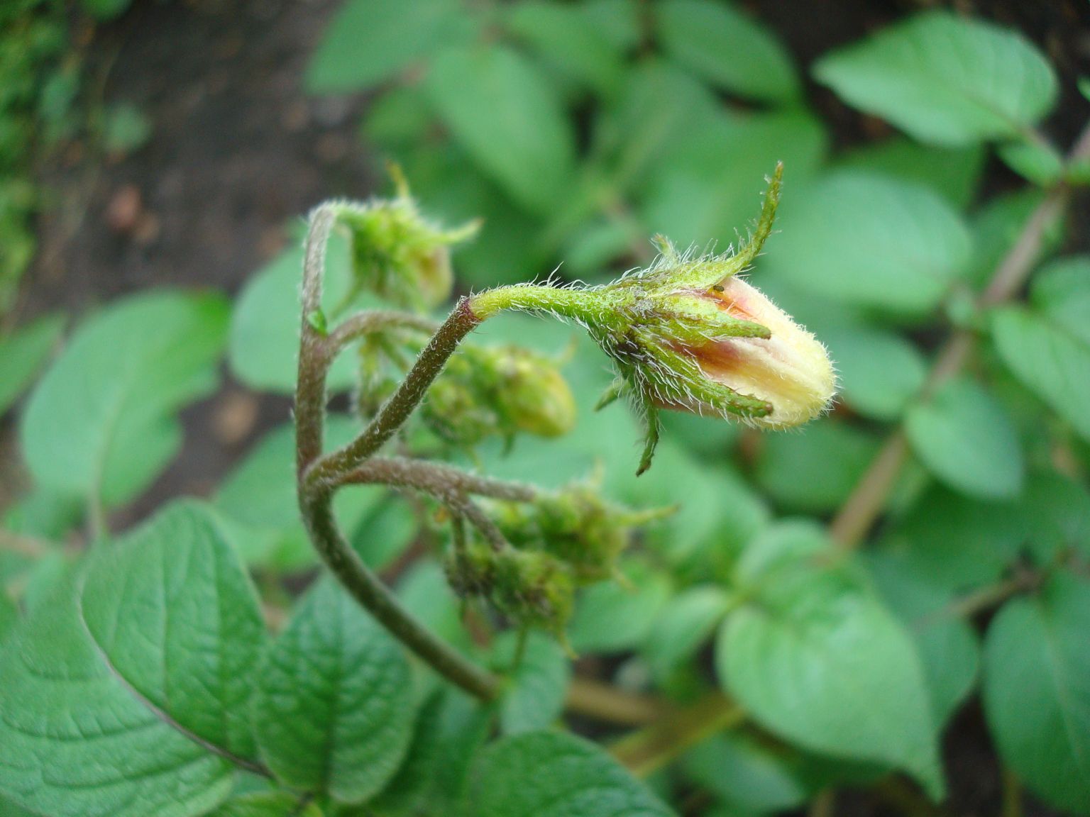 [potato+flower.jpg]