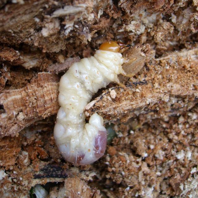 lesser_stag_beetle_larvae.jpg