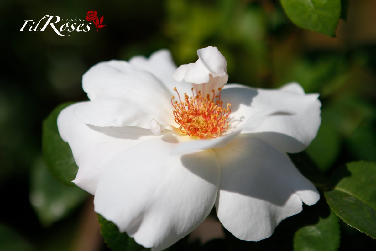 Roses Du Jardin Cheneland Roses Et Sureau En Bouquet