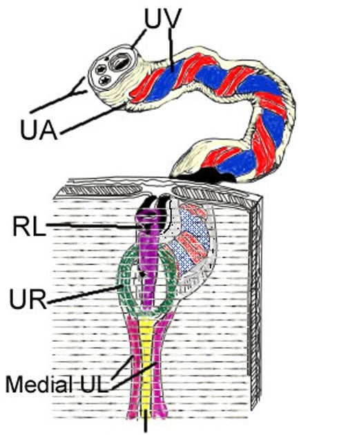 Respiratory Therapy Cave Cord blood gases Here's all you need to know