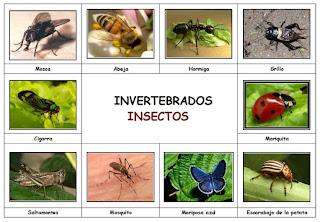 CARMEN MARI: ANIMALES INVERTEBRADOS