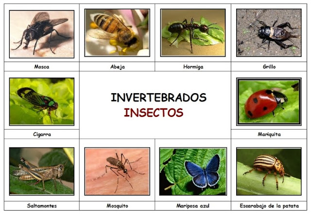BLOG EDUCATIVO: ANIMALES INVERTEBRADOS