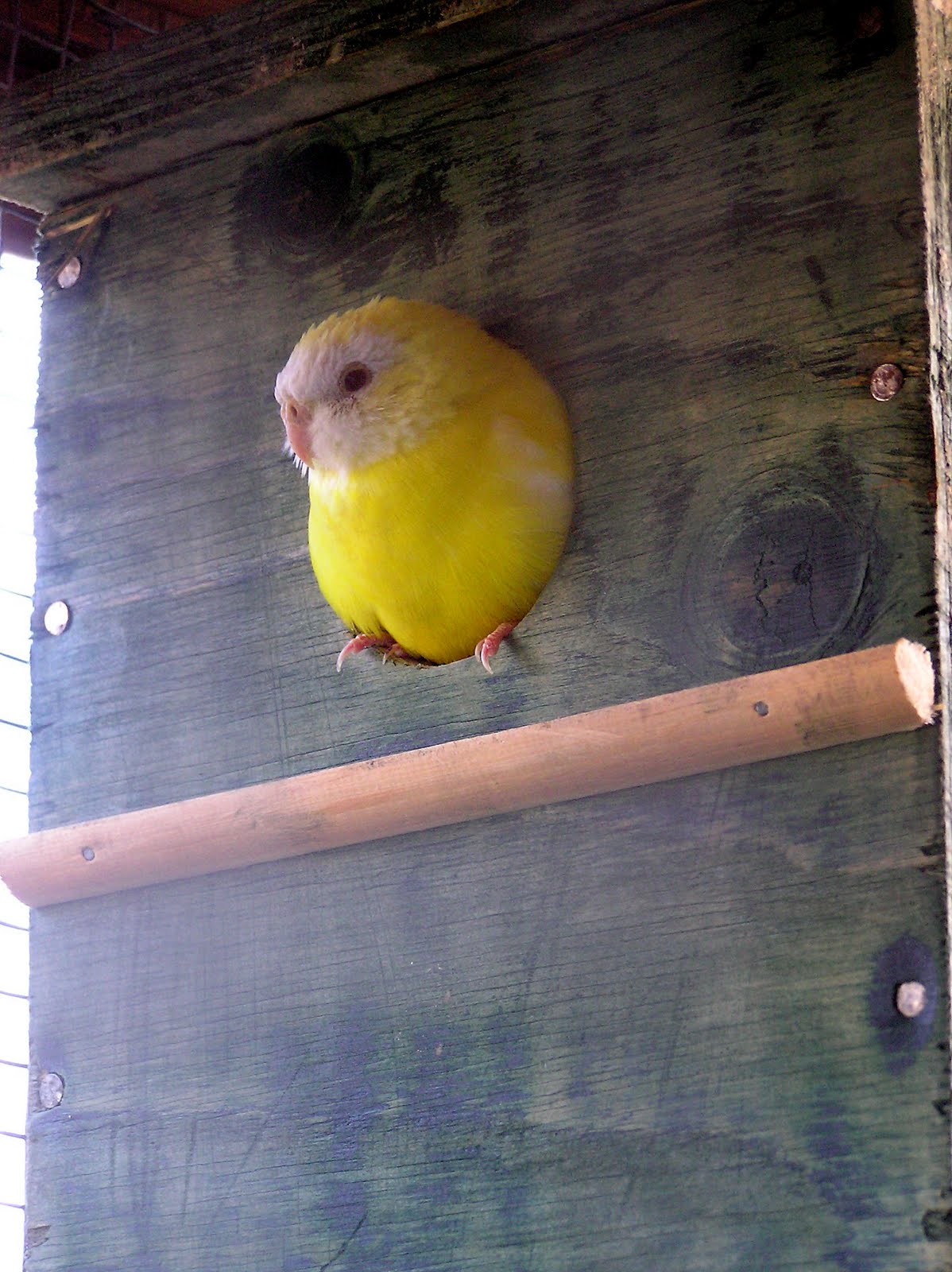 Grassparakeet photo blog No parakeet eggs yet