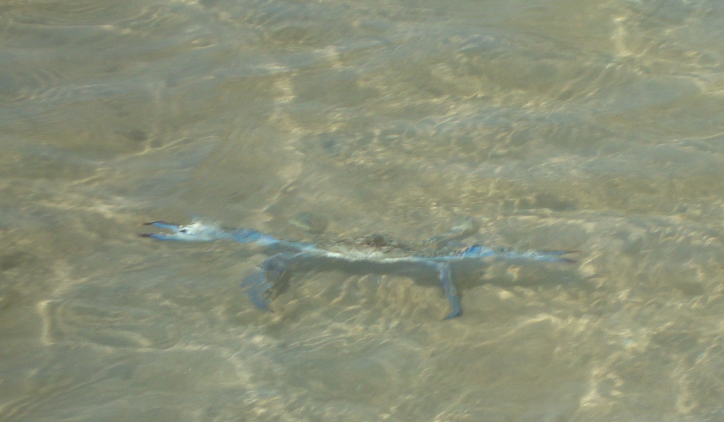 Crawfish+boil+seasoning