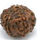 Benefits Of Rudraksha