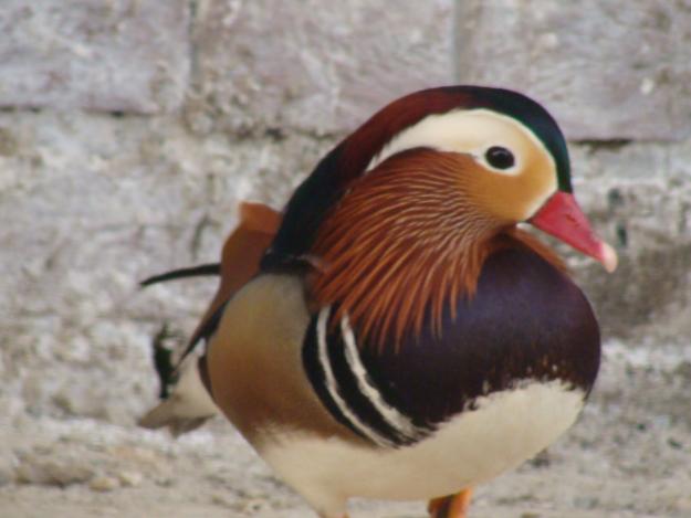 Silver+Wood+Ducks+For+Sale mandarin ducks for sale white mandarin ducks for sale adoption from ...