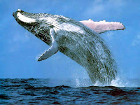 humpback whale, free and breaching for sheer joy