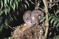 native rats raiding a nest
