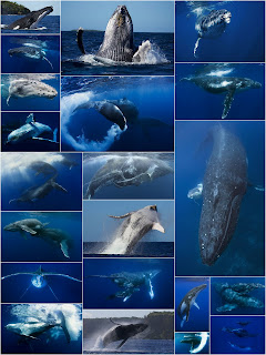 collage of Tony Wu's beautiful whale photographs