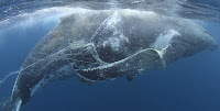 tangled humpback