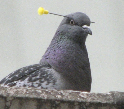 Pigeon Headshot