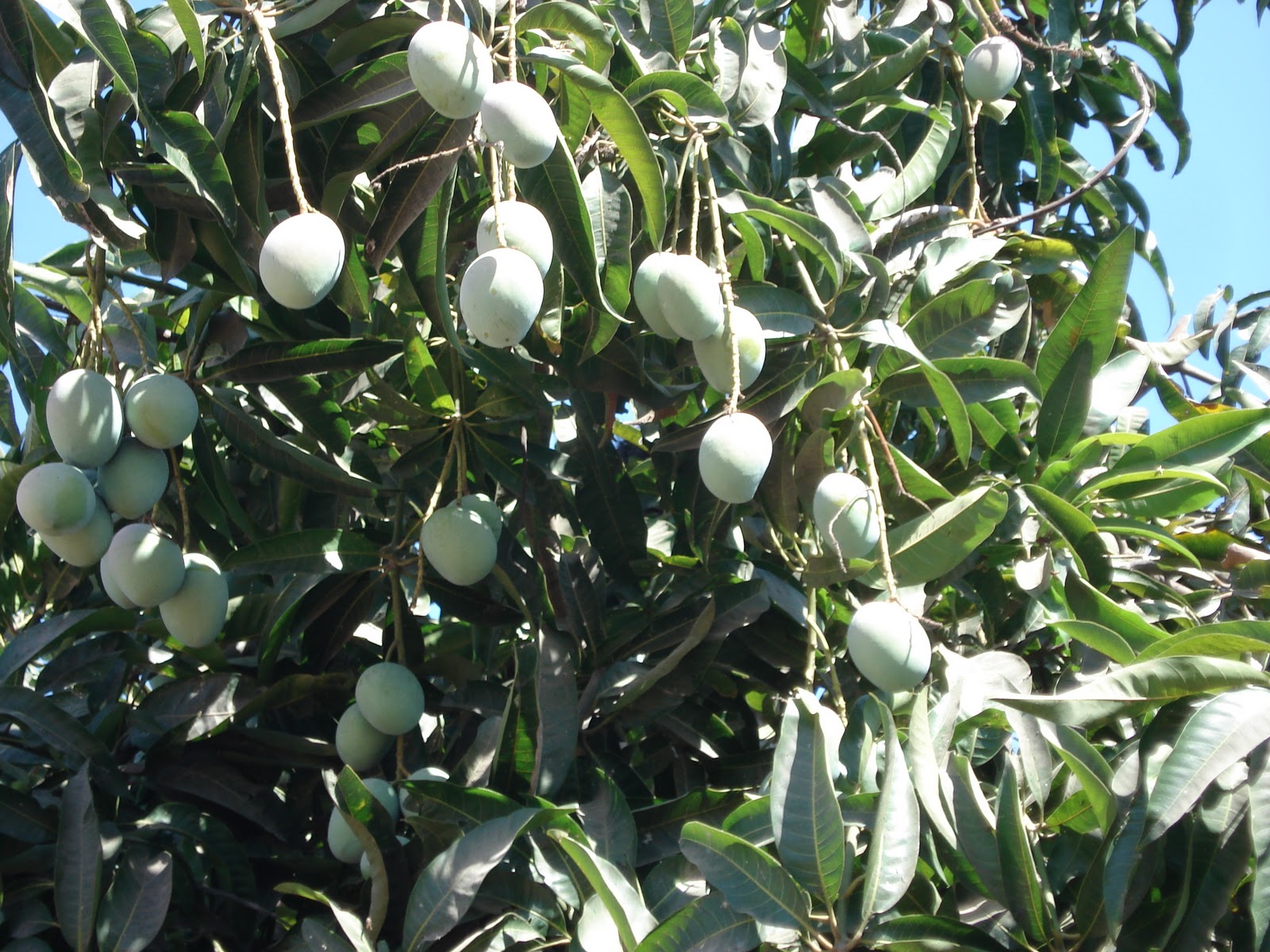 Kurma Tree