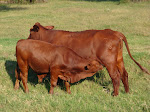 Fast Growing Calves