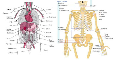 human torso