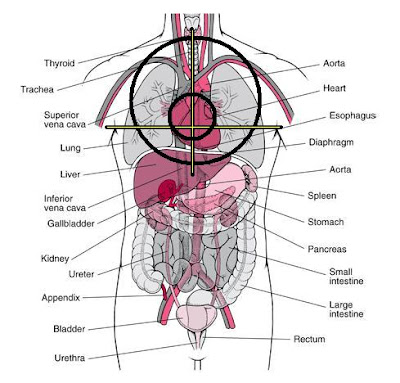 human torso