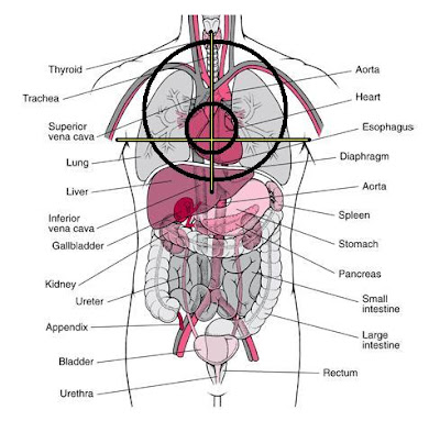 organs in human body. the organs of the human