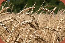 Organic Grains for the Northeast