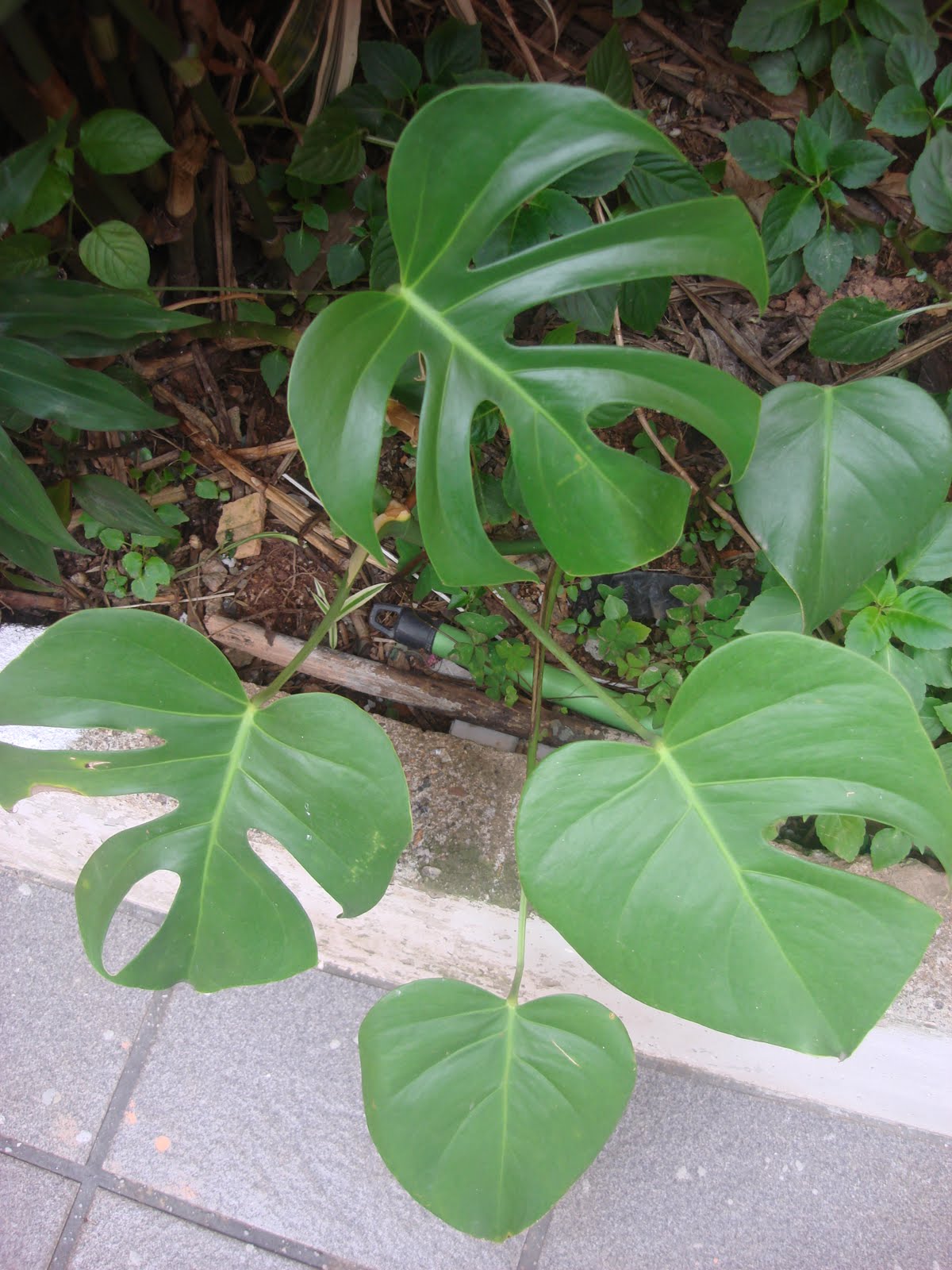 Costela-de-adão e guaimbê... - Jeito de Casa - Blog de Decoração e