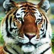 Tiger: a victim of Chinese folk remedies