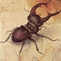 Albrecht Dürer - Male Stag Beetle (1505)