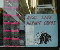 hermit crabs