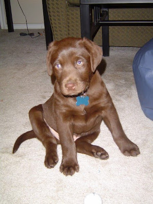 marley and me puppy years. Meet Marley: