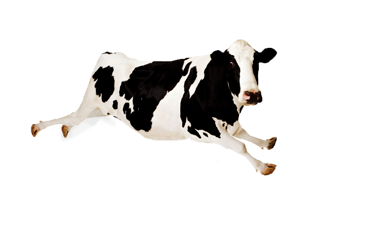 jumping cow