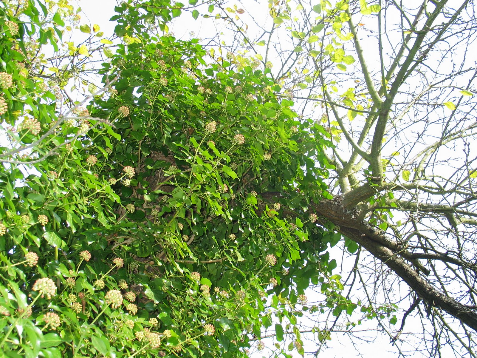 Florilegium Der Pflanzen Efeu Hedera Helix