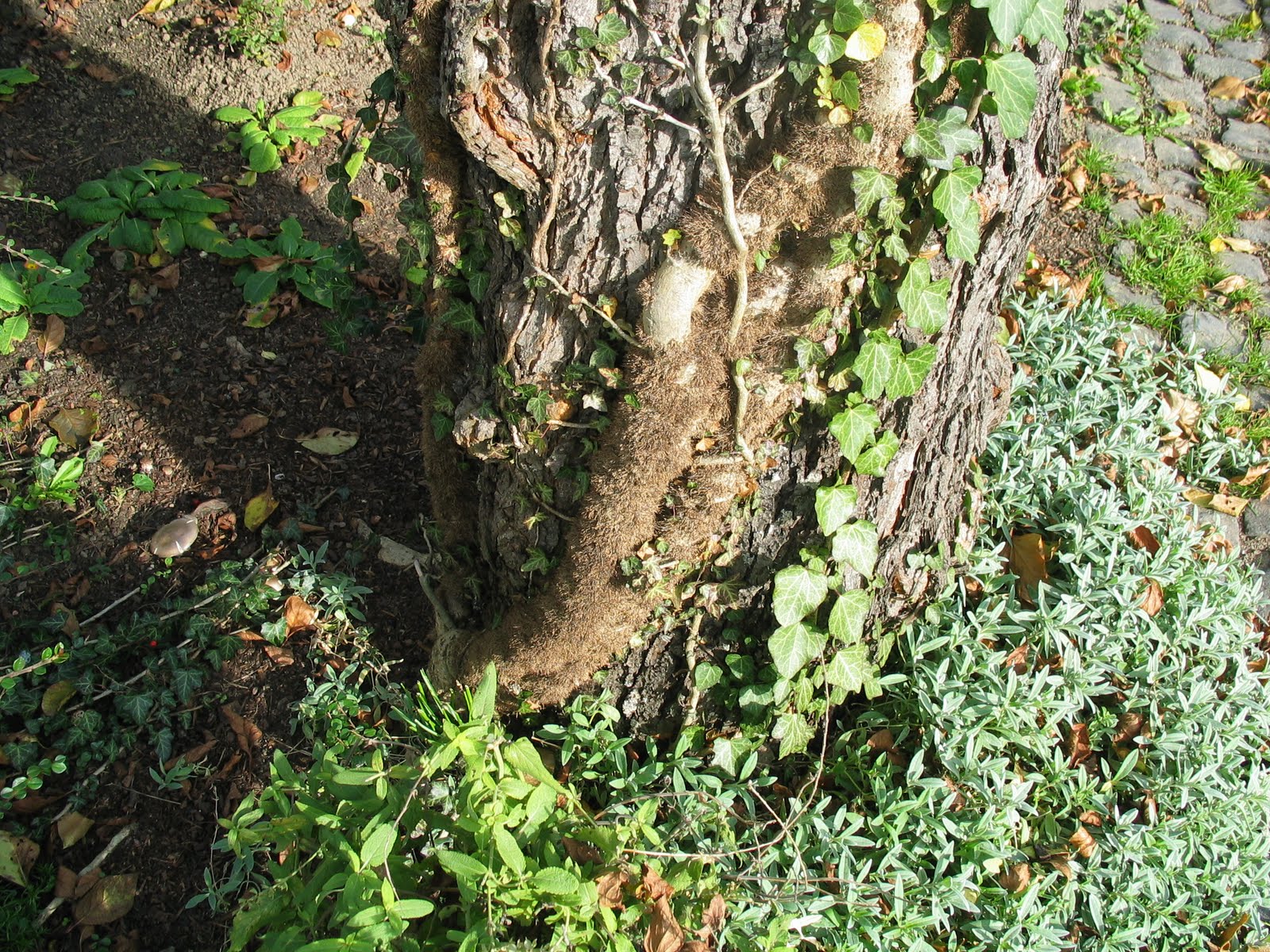 Florilegium Der Pflanzen Efeu Hedera Helix