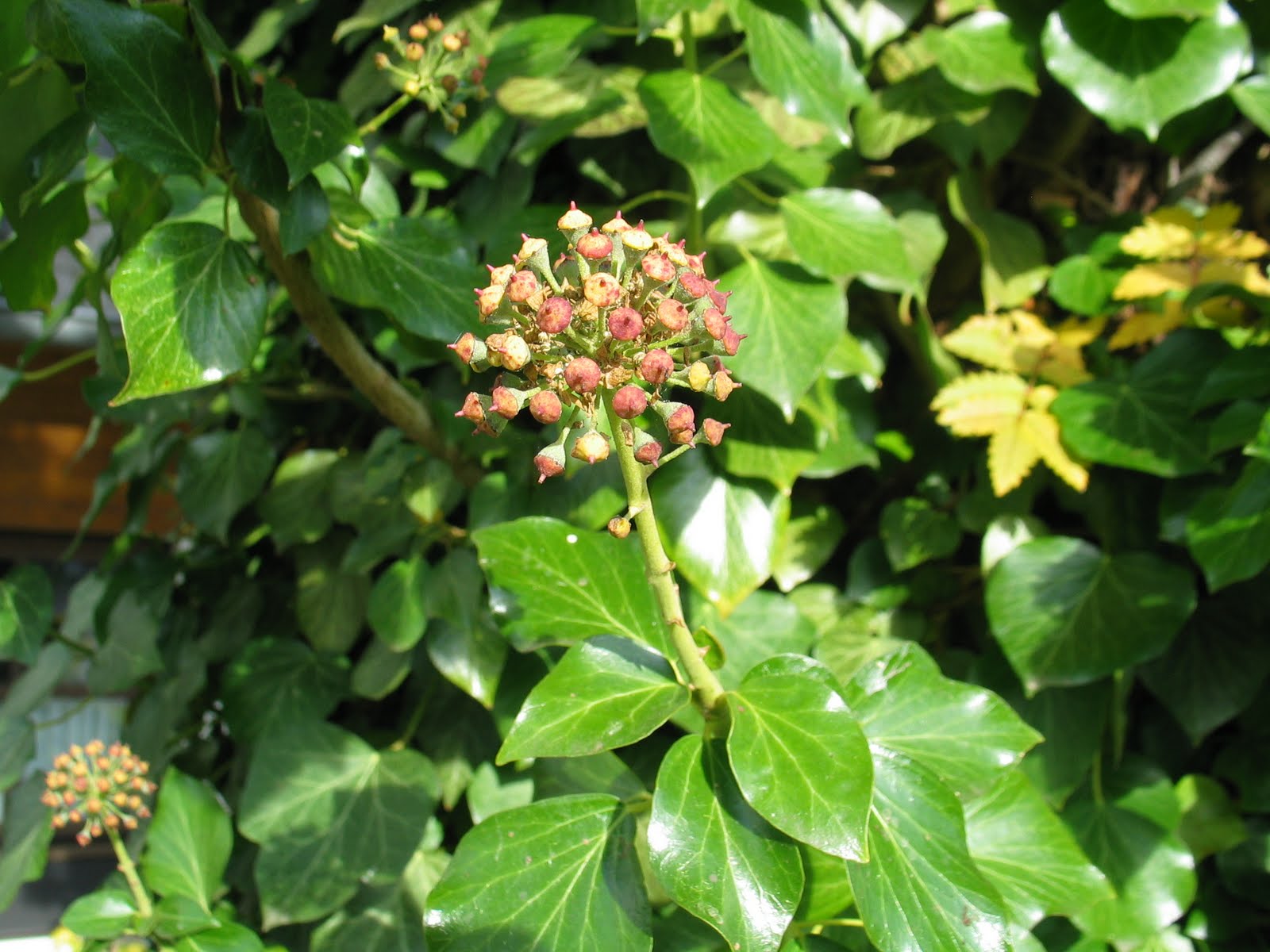 Florilegium Der Pflanzen Efeu Hedera Helix