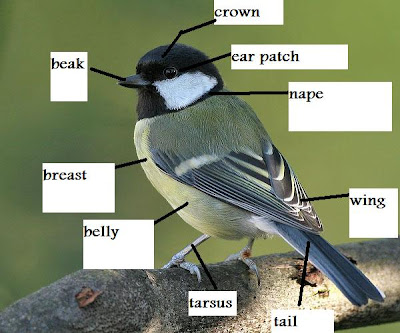 ENGLISH1XESO: A bird with its body parts