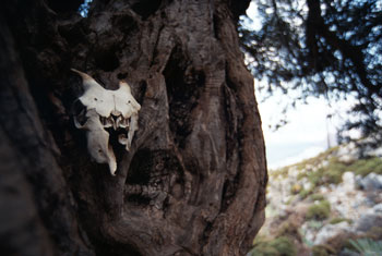 [Goat-Skull-in-Olive-Tree.jpg]