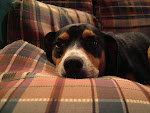 Timber Dog