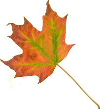 Our First Fall Color Changes...